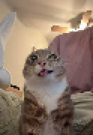 it's a silly cat, what did you expect?